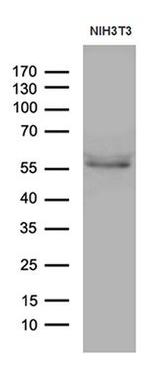 PPAR delta Monoclonal Antibody (OTI2D2)