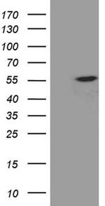 EXOC4 Monoclonal Antibody (OTI7G9)