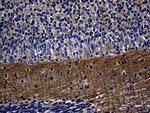 Septin 3 Monoclonal Antibody (OTI2G3)