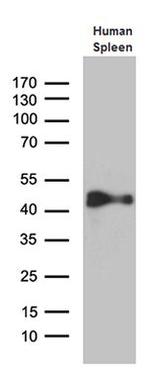 Cytohesin 4 Antibody in Western Blot (WB)