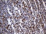 N-WASP Monoclonal Antibody (OTI2H5)