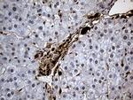 HHLA3 Antibody in Immunohistochemistry (Paraffin) (IHC (P))