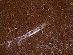 RGS17 Antibody in Immunohistochemistry (Paraffin) (IHC (P))