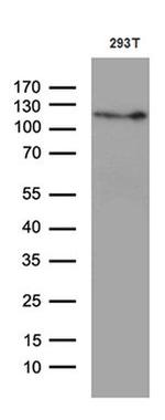 RBL1 Monoclonal Antibody (OTI4E1)