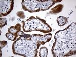 GH2 Antibody in Immunohistochemistry (Paraffin) (IHC (P))