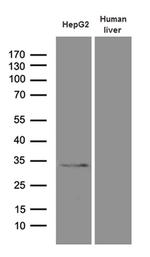 PHYHD1 Antibody in Western Blot (WB)
