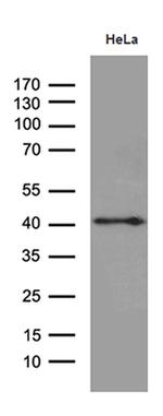 TAF1A Monoclonal Antibody (OTI7A11)
