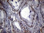 SPANXB1 Antibody in Immunohistochemistry (Paraffin) (IHC (P))