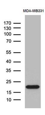 SPANXB1 Antibody in Western Blot (WB)