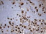 SPANXB1 Antibody in Immunohistochemistry (Paraffin) (IHC (P))
