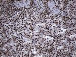 SPANXB1 Antibody in Immunohistochemistry (Paraffin) (IHC (P))