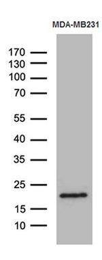 SPANXB1 Antibody in Western Blot (WB)