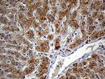 FAM54A Antibody in Immunohistochemistry (Paraffin) (IHC (P))