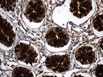 TFF3 Antibody in Immunohistochemistry (Paraffin) (IHC (P))
