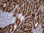 FAM151B Antibody in Immunohistochemistry (Paraffin) (IHC (P))