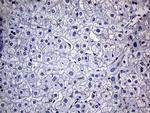 FAM151B Antibody in Immunohistochemistry (Paraffin) (IHC (P))