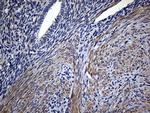 FAM151B Antibody in Immunohistochemistry (Paraffin) (IHC (P))
