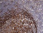 FAM151B Antibody in Immunohistochemistry (Paraffin) (IHC (P))