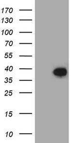 FAM151B Antibody in Western Blot (WB)