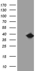 FAM151B Antibody in Western Blot (WB)