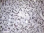 C14orf80 Antibody in Immunohistochemistry (Paraffin) (IHC (P))