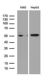 Staufen Monoclonal Antibody (OTI5F6)