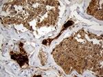 KLC2 Antibody in Immunohistochemistry (Paraffin) (IHC (P))