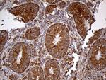 HDHD3 Antibody in Immunohistochemistry (Paraffin) (IHC (P))