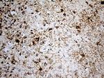 GPR17 Antibody in Immunohistochemistry (Paraffin) (IHC (P))