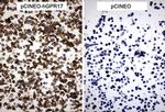 GPR17 Antibody in Immunohistochemistry (Paraffin) (IHC (P))