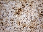 GPR17 Antibody in Immunohistochemistry (Paraffin) (IHC (P))