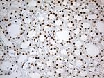 IRF2BP1 Antibody in Immunohistochemistry (Paraffin) (IHC (P))