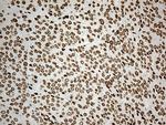 IRF2BP1 Antibody in Immunohistochemistry (Paraffin) (IHC (P))