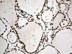 IRF2BP1 Antibody in Immunohistochemistry (Paraffin) (IHC (P))