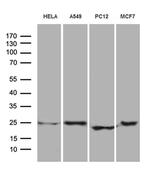 eIF4E3 Monoclonal Antibody (OTI2B9)