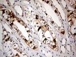 CHCHD10 Antibody in Immunohistochemistry (Paraffin) (IHC (P))