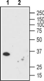 ORAI1 (extracellular) Antibody in Western Blot (WB)