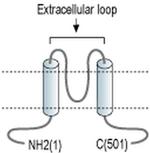 Kir3.1 (KCNJ3) (extracellular) Antibody