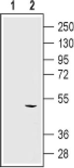 KCNN4 (extracellular) Antibody in Western Blot (WB)