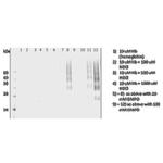 DMPO Antibody in Western Blot (WB)