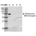 Sulfotyrosine Antibody in Western Blot (WB)