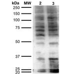 Hexanoyl-Lysine adduct Antibody in Western Blot (WB)