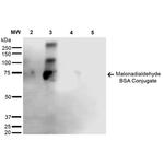 Malondialdehyde Antibody in Western Blot (WB)