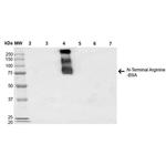 N-terminal Arginylation Monoclonal Antibody (4A9)
