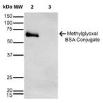 Methylglyoxal Antibody in Western Blot (WB)