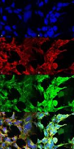 Methylglyoxal Monoclonal Antibody (9F11)