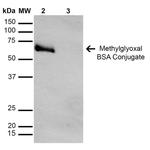 Methylglyoxal Antibody in Western Blot (WB)