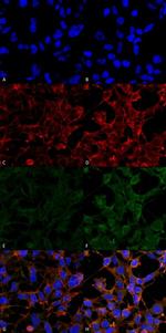 4-Hydroxynonenal Monoclonal Antibody (12F7)