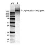 Alginate Antibody in Western Blot (WB)