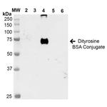 Dityrosine Antibody in Western Blot (WB)